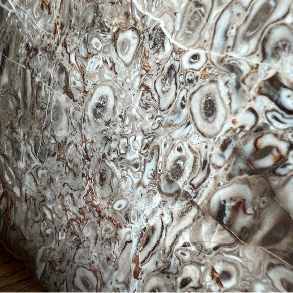 Rare Petrified Palm Root Fossil Stone California Home Decor Display Rock - Picture 12 of 15